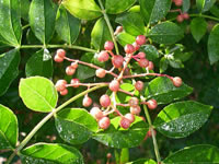 Zanthoxylum alatum